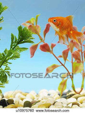 Stock Image - Goldfish in Tank. Fotosearch