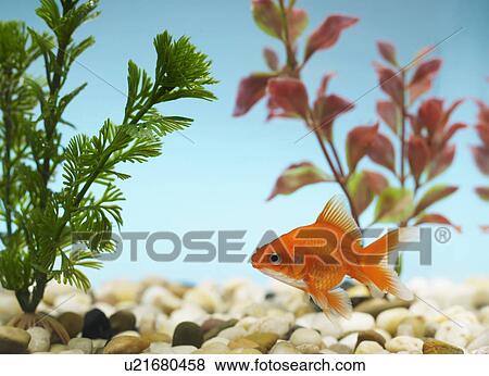 Stock Photo - Goldfish in Tank. Fotosearch