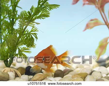 Goldfish in Tank View Large Photo Image Stock Photograph - Goldfish in Tank. Fotosearch