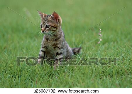 Kitten In Grass View Large Photo Image Stock Image - Kitten In Grass. Fotosearch