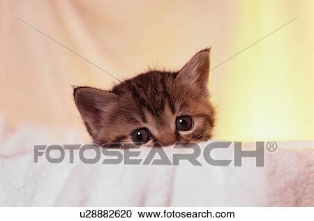 Kitten Looking At Camera View Large Photo Image Stock Image - Kitten Looking At Camera. Fotosearch