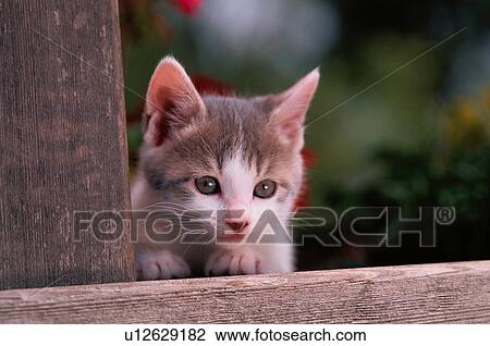 Stock Image - Kitten Looking Over Fence. Fotosearch