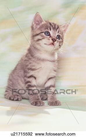 Kitten Looking Up View Large Photo Image Stock Image - Kitten Looking Up. Fotosearch