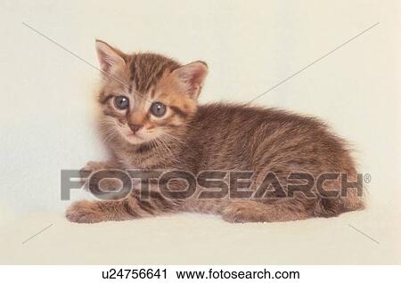 Stock Image - Kitten Lying Down. Fotosearch