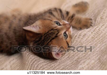 Picture - Kitten Lying On Blanket. Fotosearch