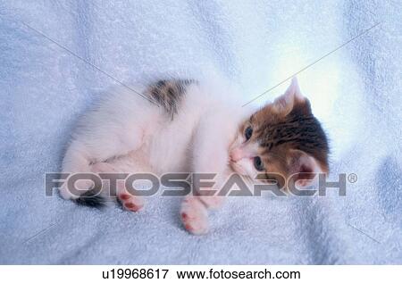 Kitten Lying On Towel View Large Photo Image Stock Photo - Kitten Lying On Towel. Fotosearch