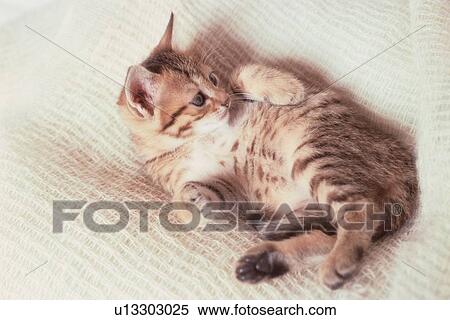 Kitten On White Blanket View Large Photo Image Stock Photography - Kitten On White Blanket. Fotosearch