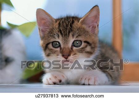 Stock Image - Kitten On Windowsill. Fotosearch