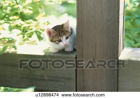 Kitten Sitting On Fence View Large Photo Image Picture - Kitten Sitting On Fence. Fotosearch