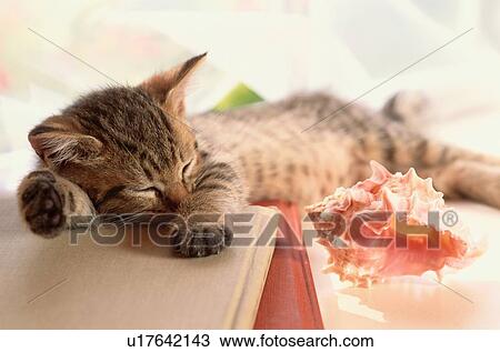 Stock Image - Kitten Sleeping Near Seashell. Fotosearch