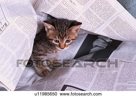 Kitten Under Newspaper View Large Photo Image Stock Image - Kitten Under Newspaper. Fotosearch