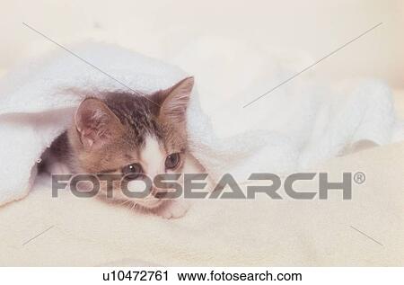Kitten Under Towel View Large Photo Image Stock Image - Kitten Under Towel. Fotosearch