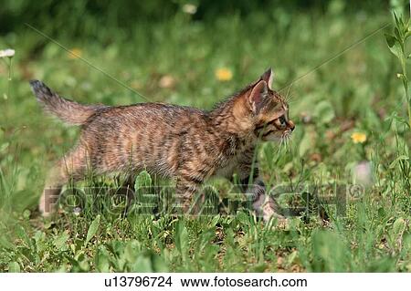 Kitten Walking Through Grass View Large Photo Image Picture - Kitten Walking Through Grass. Fotosearch