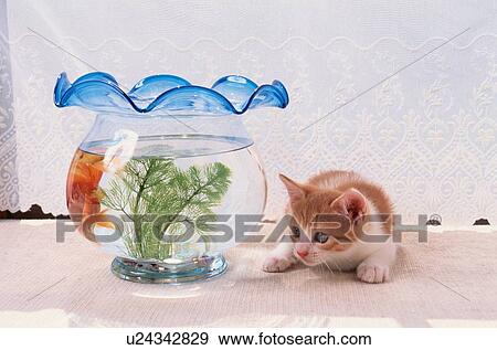 Kitten Watching Goldfish View Large Photo Image Stock Photo - Kitten Watching Goldfish. Fotosearch
