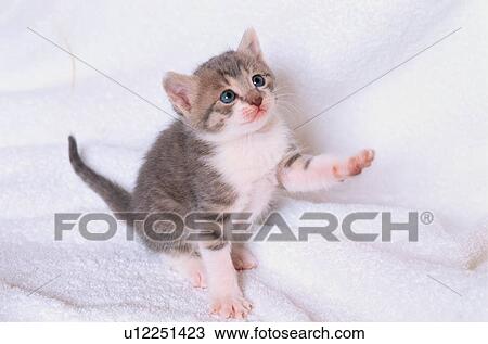 Stock Image - Kitten With Outstretched Paw. Fotosearch