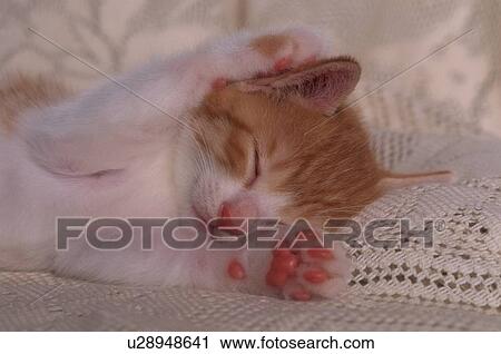 Resting Kitten View Large Photo Image Stock Image - Resting Kitten. Fotosearch