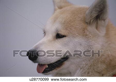 Stock Photo - Shiba Dog. Fotosearch