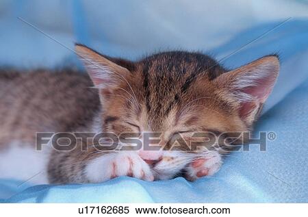 Sleeping Kitten View Large Photo Image Stock Photography - Sleeping Kitten. Fotosearch