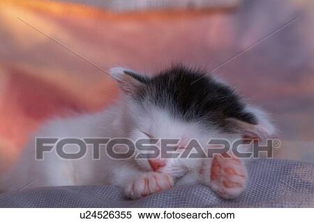 Stock Photography - Sleeping Kitten. Fotosearch