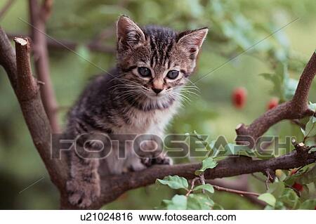 Tabby Kitten In Tree View Large Photo Image Stock Photograph - Tabby Kitten In Tree. Fotosearch