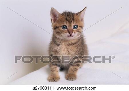 Tabby Kitten View Large Photo Image Stock Image - Tabby Kitten. Fotosearch