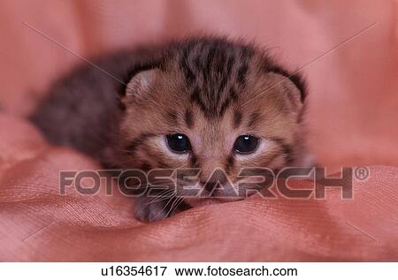 Tiny Kitten On Red Fabric View Large Photo Image Stock Photo - Tiny Kitten On Red Fabric. Fotosearch