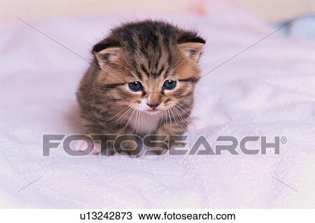Tiny Kitten View Large Photo Image Stock Image - Tiny Kitten. Fotosearch