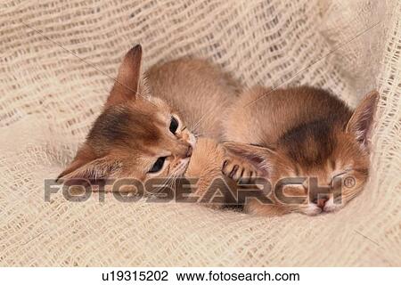 Stock Image - Two Kittens Resting On Blanket. Fotosearch