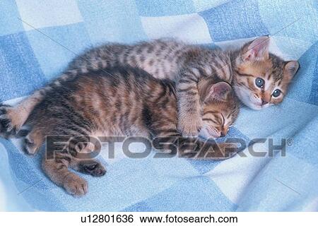 Two Kittens Resting View Large Photo Image Stock Photograph - Two Kittens Resting. Fotosearch