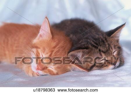 Stock Image - Two Kittens Sleeping. Fotosearch