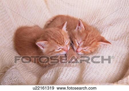 Two Sleeping Kittens View Large Photo Image Stock Photo - Two Sleeping Kittens. Fotosearch