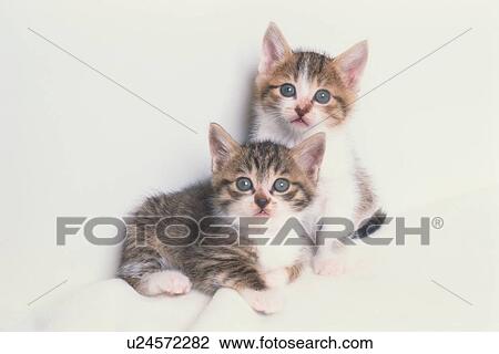 Two Tabby Kittens View Large Photo Image Stock Image - Two Tabby Kittens. Fotosearch