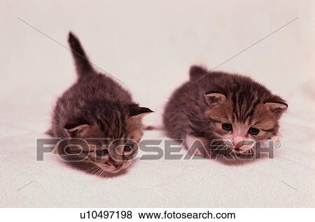 Two Tiny Kittens View Large Photo Image Stock Photo - Two Tiny Kittens. Fotosearch