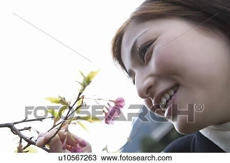 Woman smiling and looking at flowers on branch, low angle view, Japan View Large Photo Image Stock Image - Woman smiling and looking at flowers on branch, low angle view, Japan. Fotosearch
