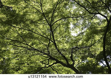 A Fresh Green Maple View Large Photo Image Picture - A Fresh Green Maple. Fotosearch