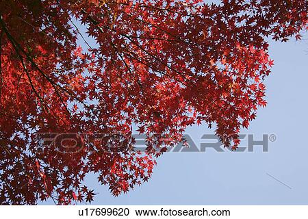 A Maple And A Blue Sky View Large Photo Image Stock Image - A Maple And A Blue Sky. Fotosearch
