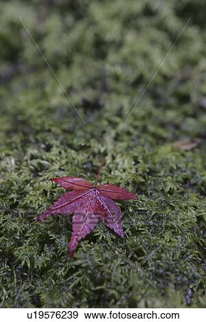 An Autumn Leaf Fell On The Moss View Large Photo Image Stock Photo - An Autumn Leaf Fell On The Moss. Fotosearch