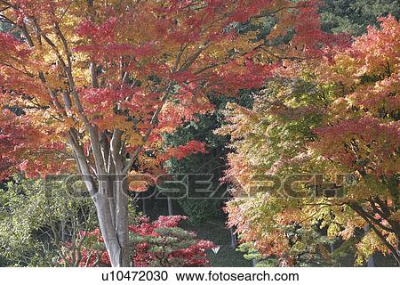 Autumn Leaves View Large Photo Image Stock Image - Autumn Leaves. Fotosearch