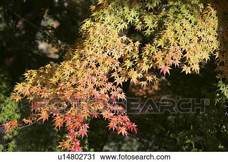 Autumn Leaves View Large Photo Image Stock Image - Autumn Leaves. Fotosearch