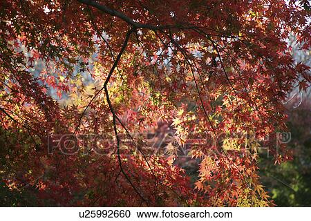 Autumn Leaves View Large Photo Image Stock Image - Autumn Leaves. Fotosearch