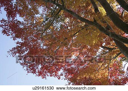 Autumn Leaves View Large Photo Image Stock Image - Autumn Leaves. Fotosearch