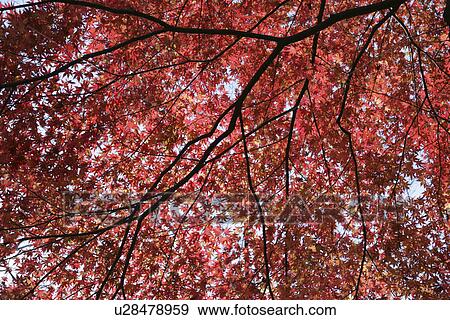 Autumn Leaves View Large Photo Image Stock Photo - Autumn Leaves. Fotosearch