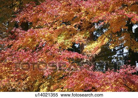 Autumn Leaves View Large Photo Image Stock Photography - Autumn Leaves. Fotosearch