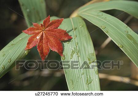 Bamboo Leaves And Autumn Leaves View Large Photo Image Stock Image - Bamboo Leaves And Autumn Leaves. Fotosearch