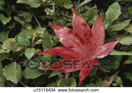 Damp Fallen Leaves Of A Maple View Large Photo Image Picture - Damp Fallen Leaves Of A Maple. Fotosearch