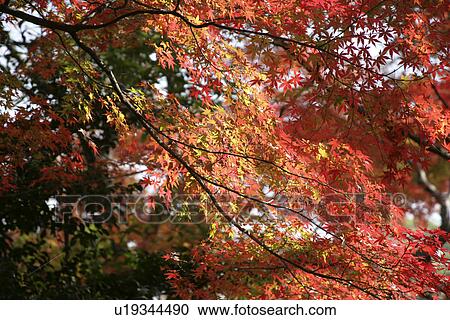 Stock Image - Fall Color. Fotosearch
