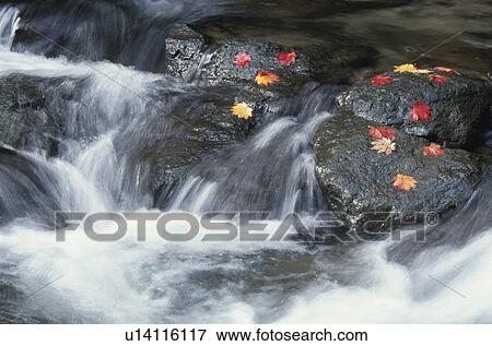 Fallen Leaves And A Rock View Large Photo Image Stock Photo - Fallen Leaves And A Rock. Fotosearch