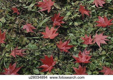 Fallen Leaves View Large Photo Image Picture - Fallen Leaves. Fotosearch