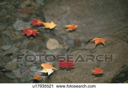 Fallen Leaves View Large Photo Image Stock Image - Fallen Leaves. Fotosearch