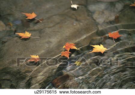 Fallen Leaves View Large Photo Image Stock Photography - Fallen Leaves. Fotosearch
